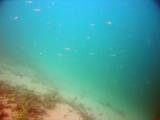 2005-10-15_Plongee-Club-LEM_036_m.jpg