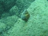 >2006-08-19_Plongee-Chateau-Chillon