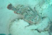 2004-06_MarsaAlam_Marco_003.JPG