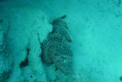 2004-06_MarsaAlam_Marco_005.JPG
