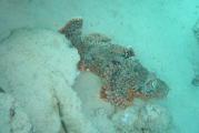 2004-06_MarsaAlam_Marco_006.JPG