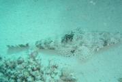 2004-06_MarsaAlam_Marco_008.JPG