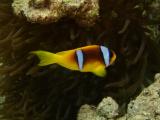 >2005_Voyage_MarsaAlam